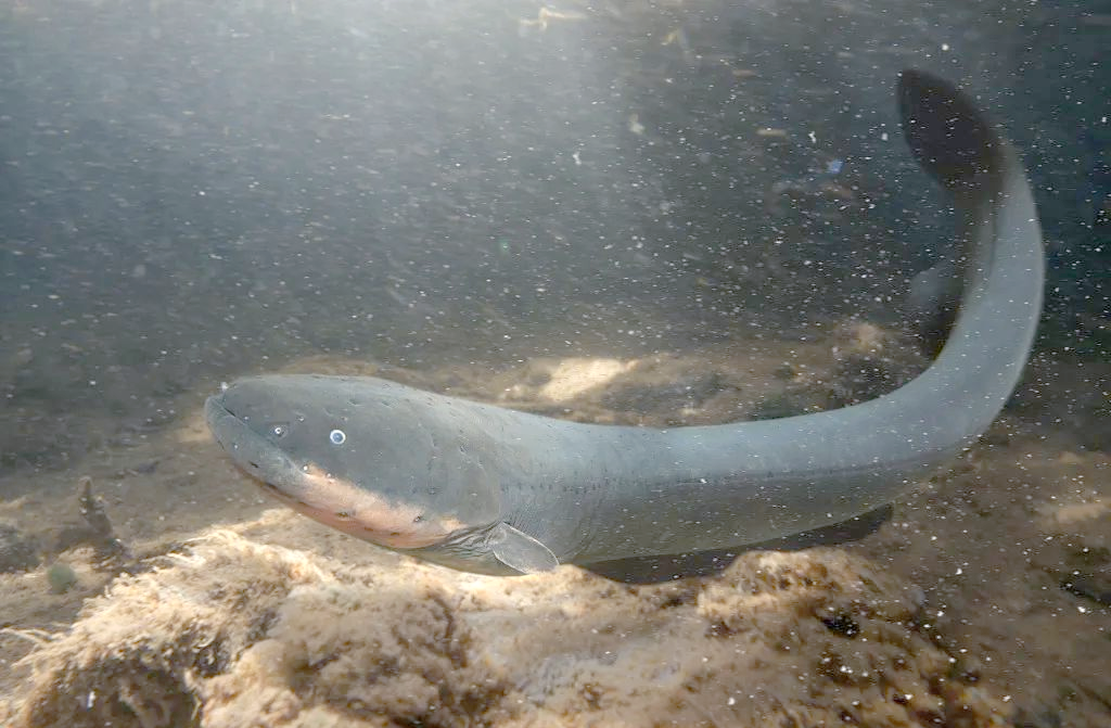 揭秘海洋世界:电鳗的神秘与危险