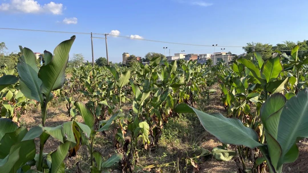 奋战百千万工程丨良西镇:着力打造蕉芋产业"黄金链