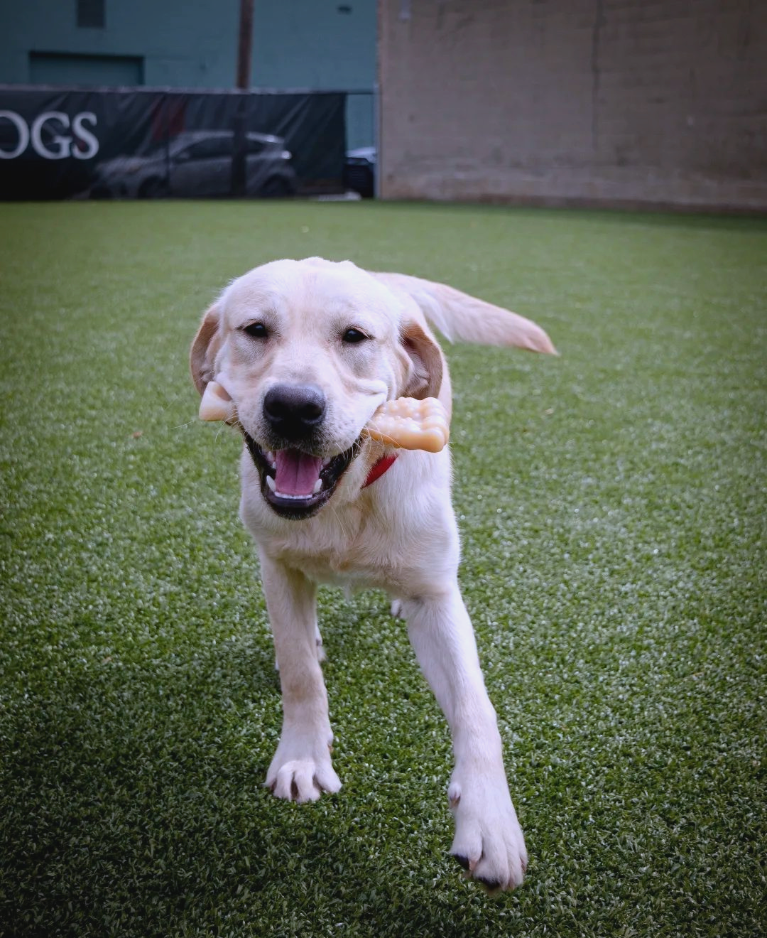 中国导盲犬多少钱一只为什么在线 中国导盲犬多少钱一只为什么在线