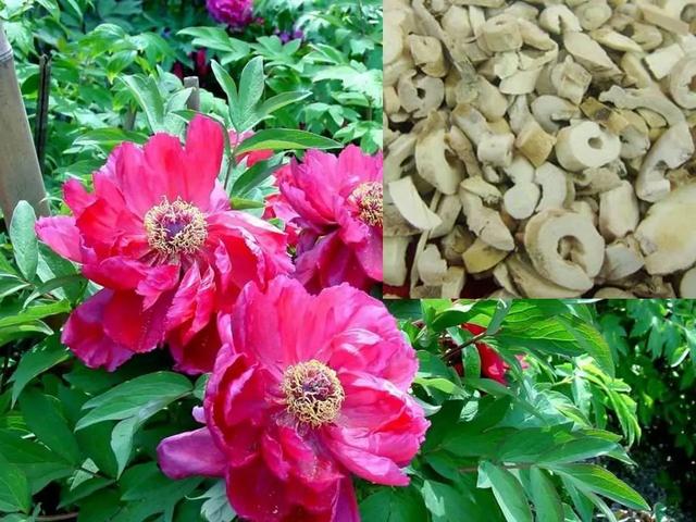 一个妙方:菖蒲郁金汤