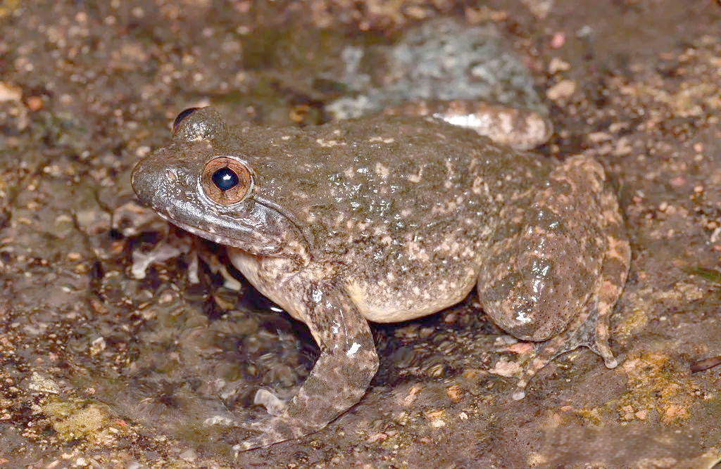 探索棘胸蛙:一种中国特有的大型野生蛙类