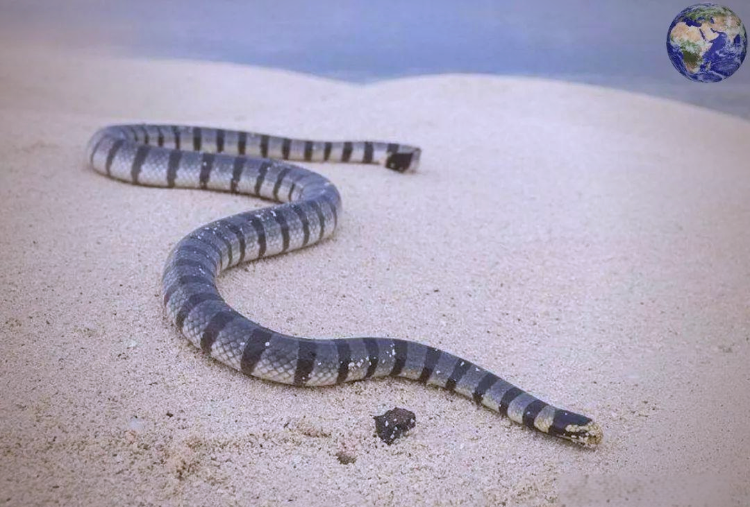 巨环海蛇:水下猎食的佼佼者,能潜入深海捕猎海鱼