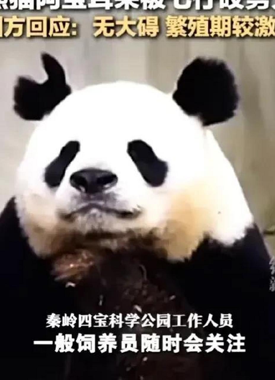 4月22日,位于周至县楼观台秦岭四宝公园的大熊猫阿宝,通过护栏找熊猫