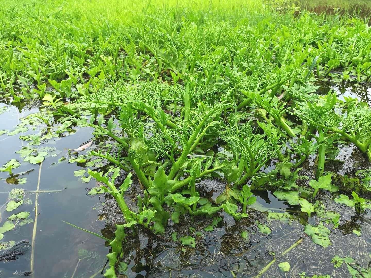 粗梗水蕨是新物种?武汉两家科研单位正携手验证