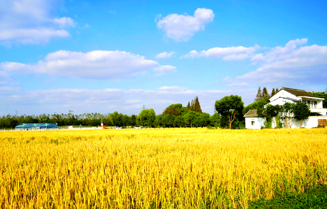 秋日田园风光:金色稻田的丰收体验