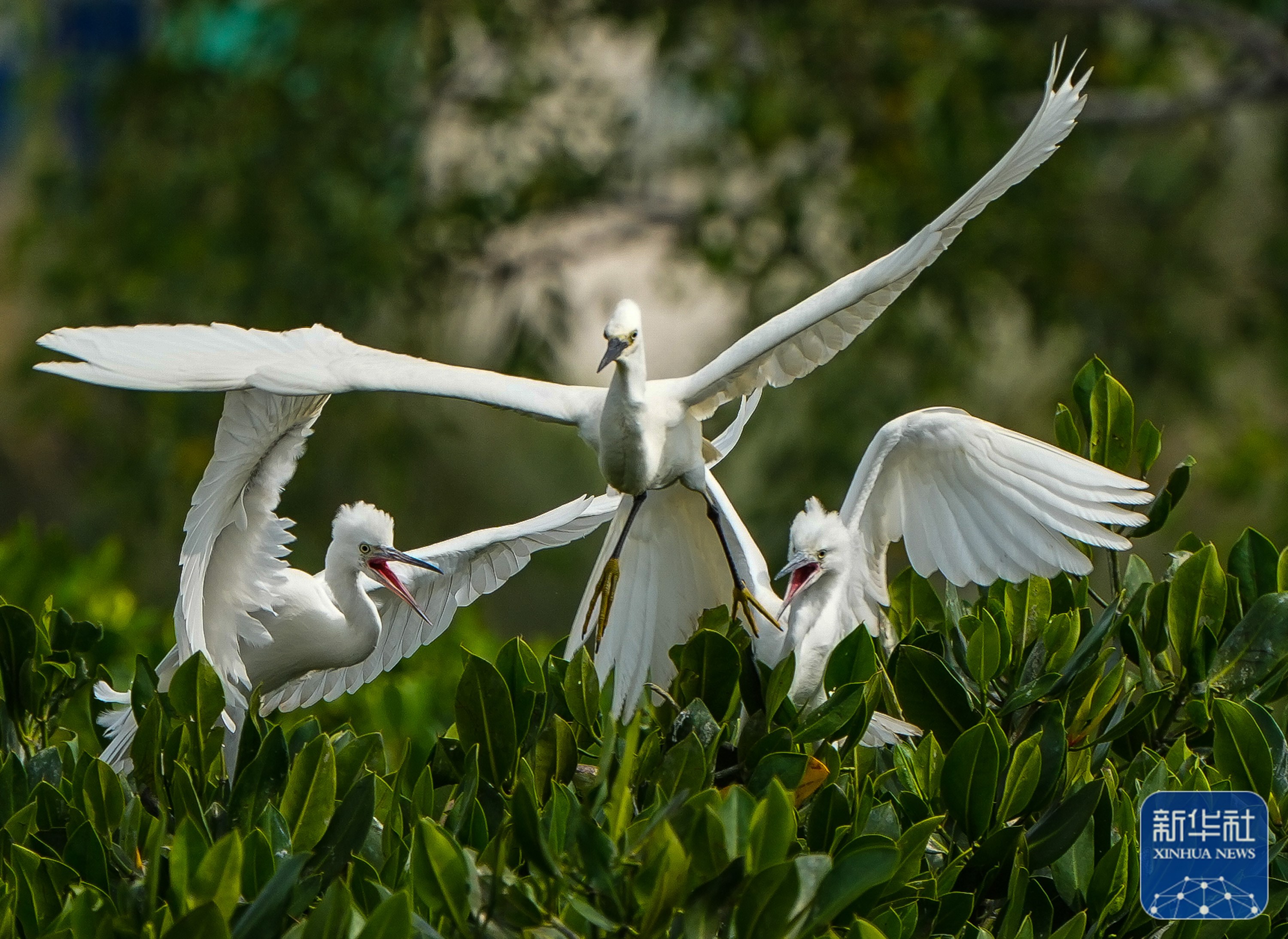 "红树林之城"展现生态和谐之美