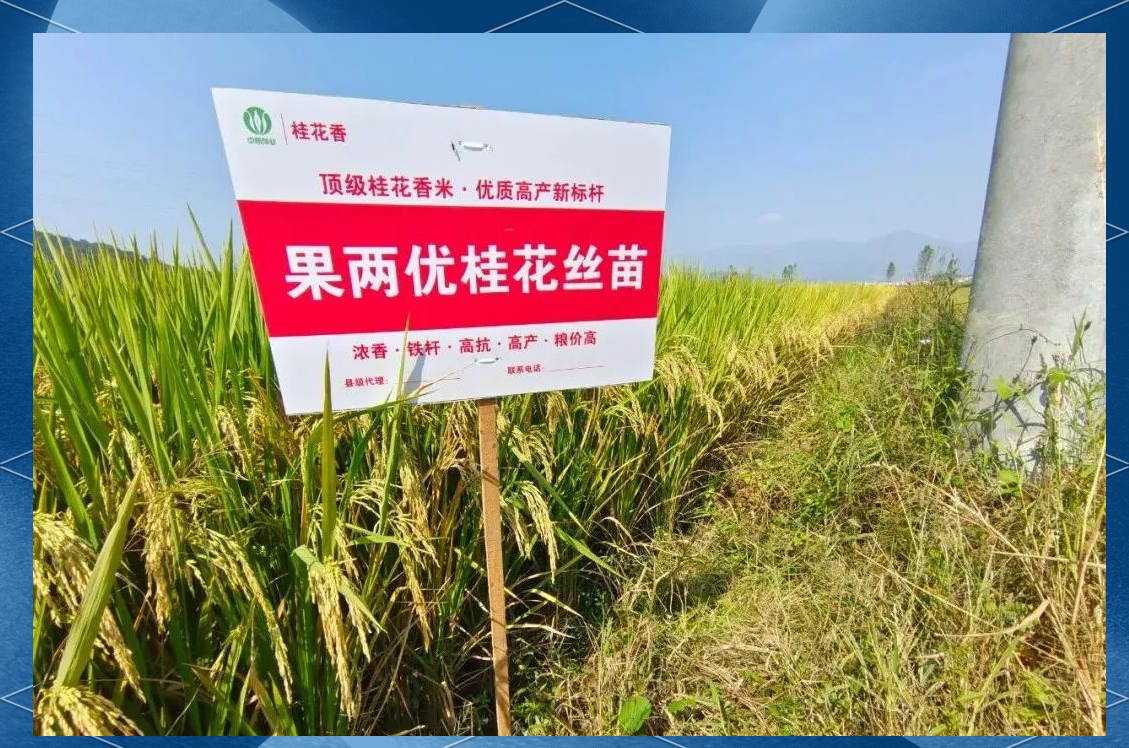 「果两优桂花丝苗」优质稻品种全面介绍