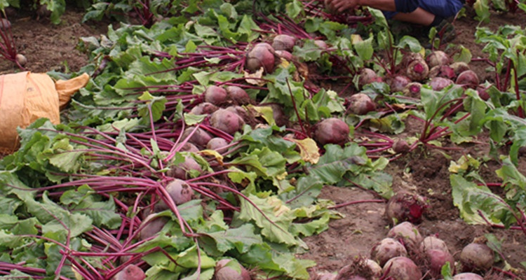 代黄梗是什么植物