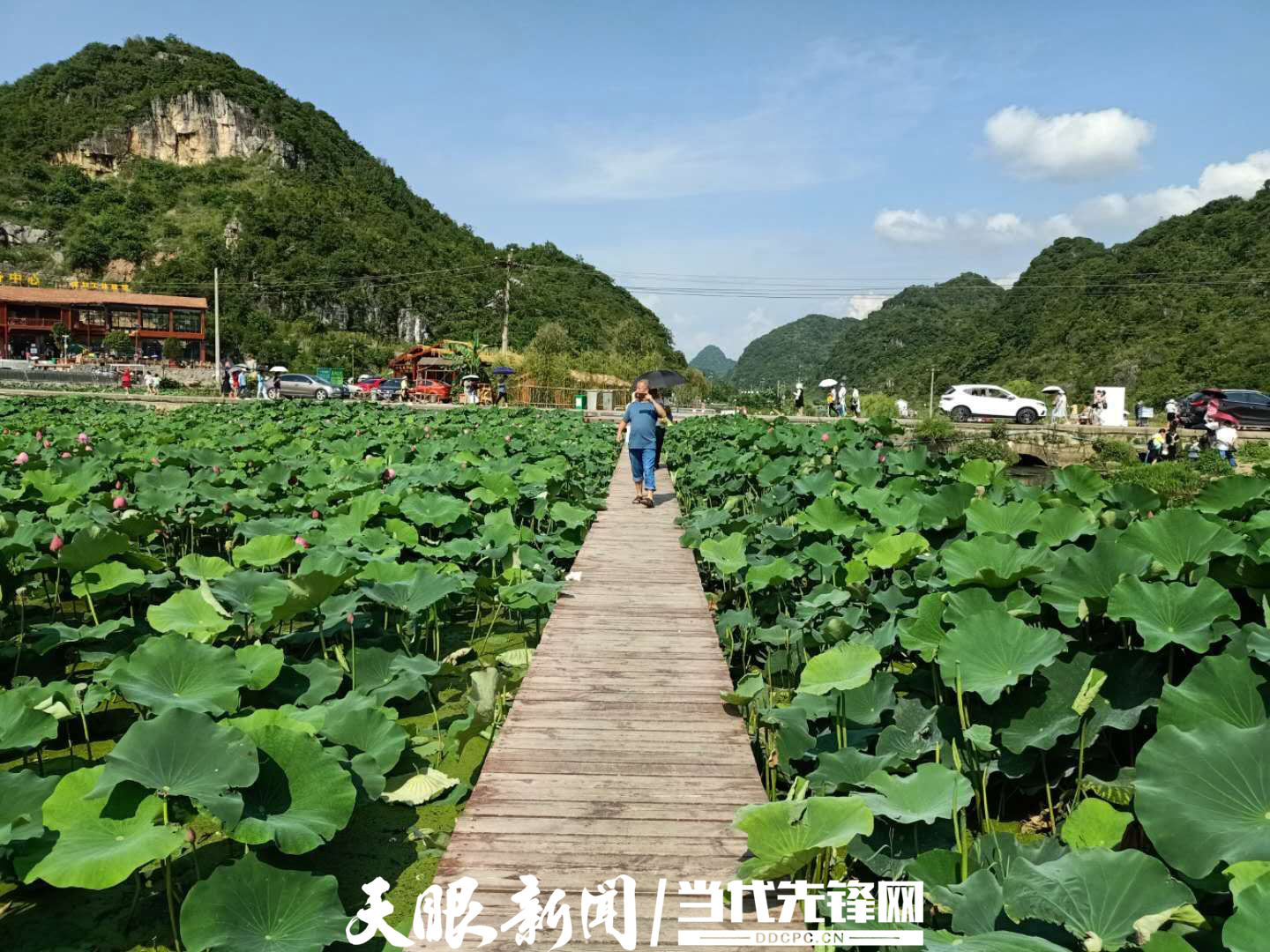 幺铺十里荷廊风景区图片