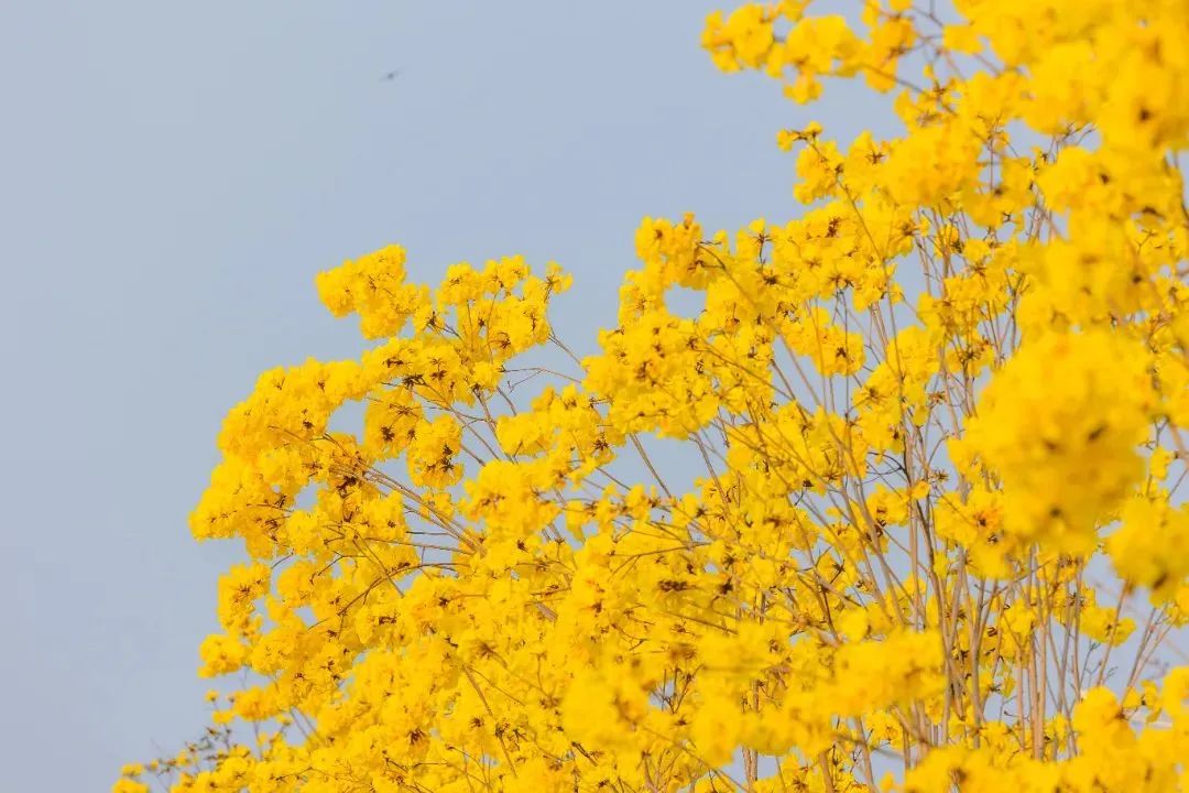 逛花市看花展賞花燈東莞新春惠民大招來了