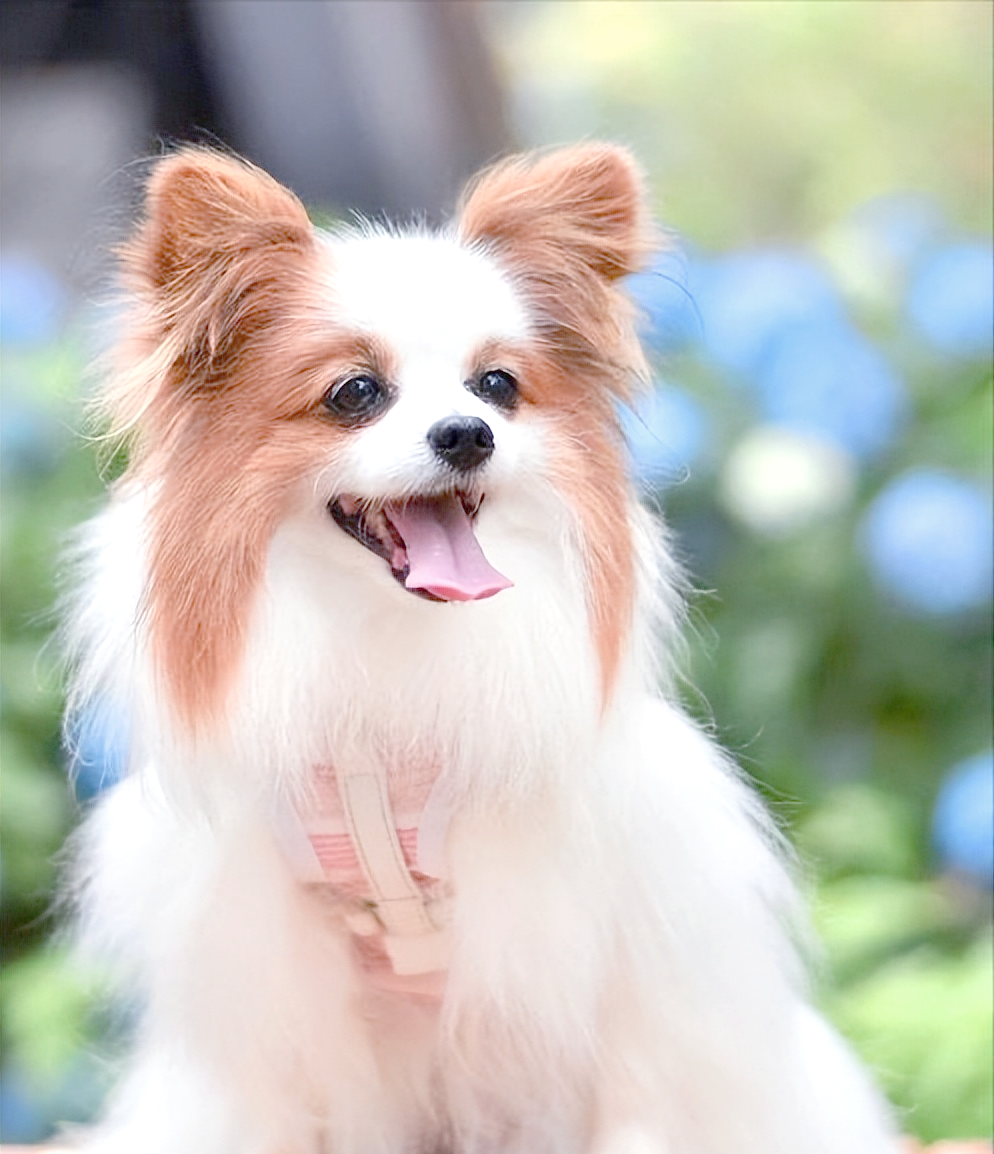 如何为蝴蝶犬挑选优质狗粮,改善黑下巴问题