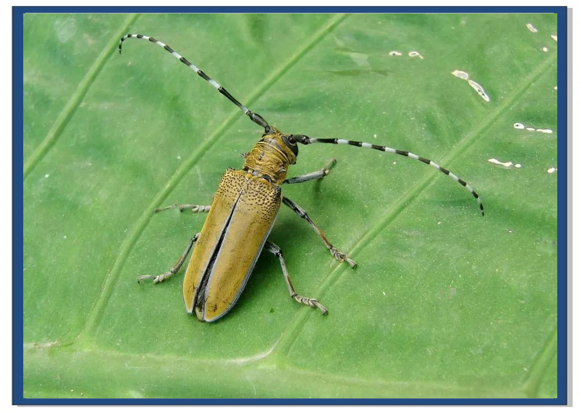 昆虫触角:多样形状揭示生物奥秘