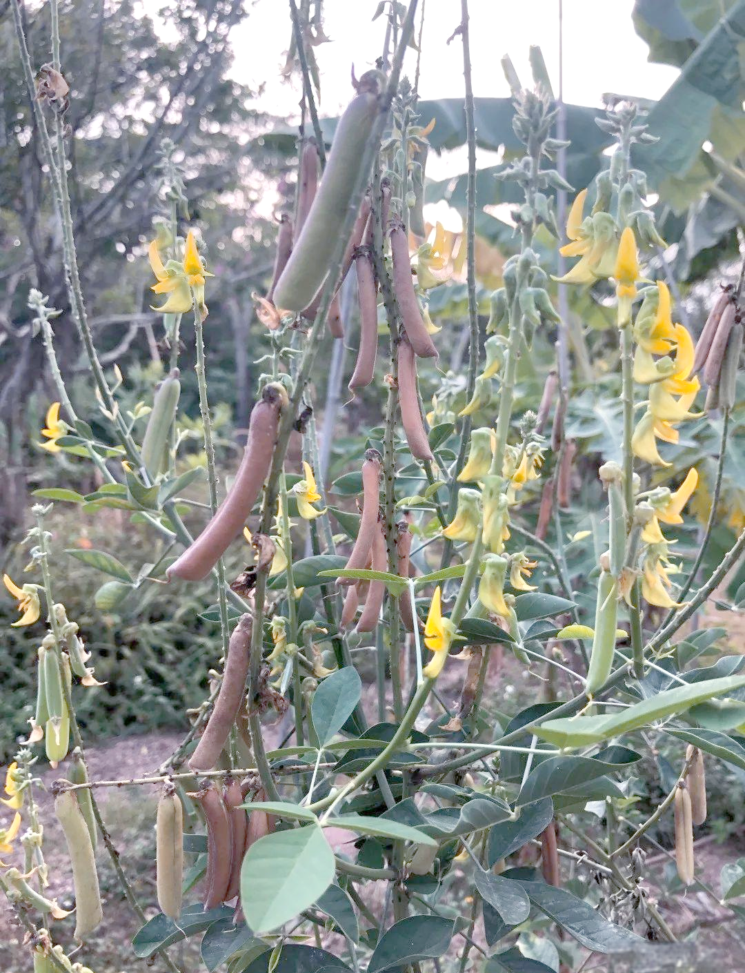 猪屎豆:名字难听但好看的植物,为何叫这个名字