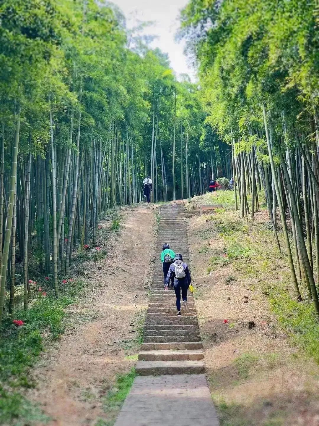 徒步莫干山,重走蒋公道,天然氧吧,林间养肺「漫步者旅行团建」