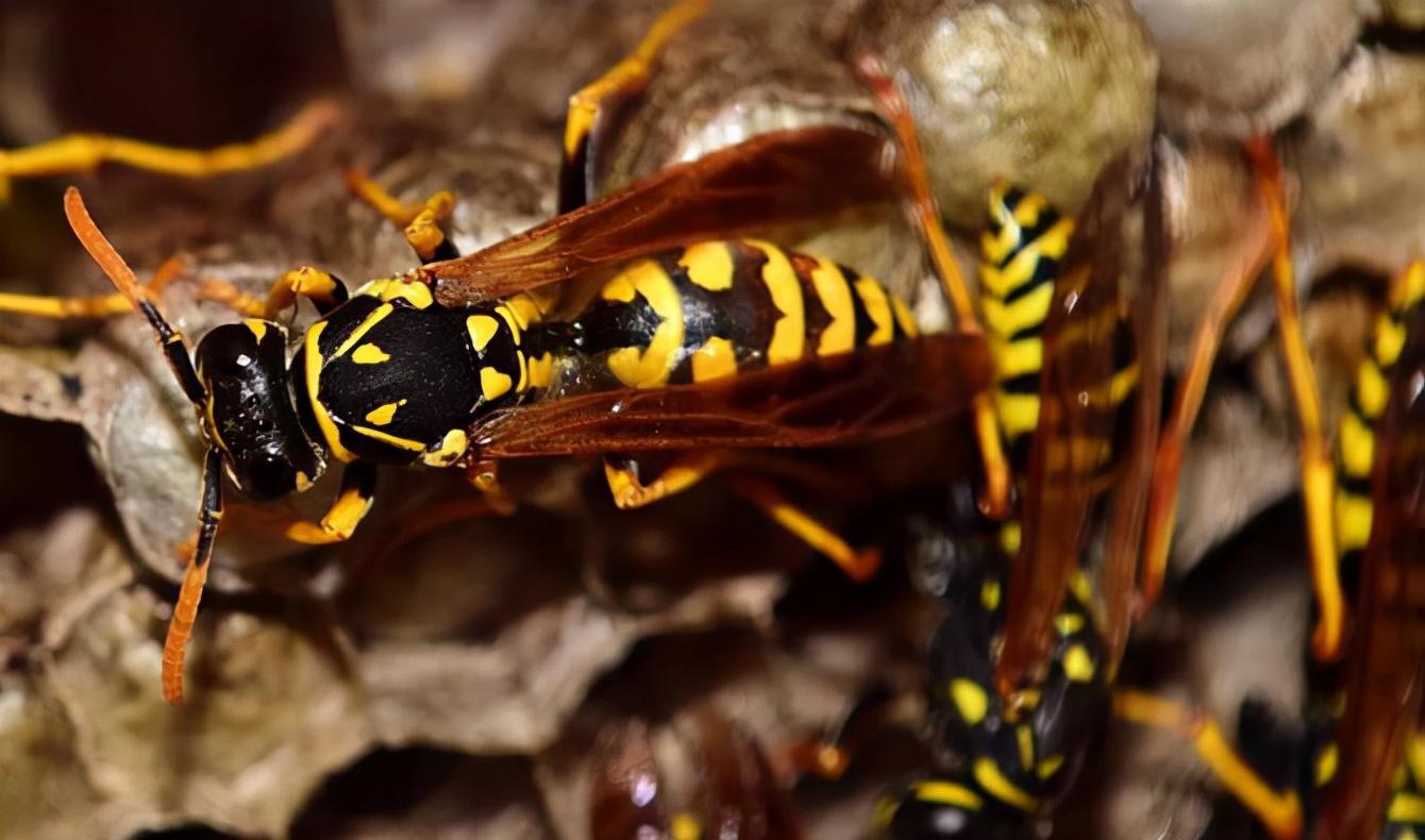 蜇伤5人,蜇死1人!重庆6位村民遭马蜂攻击,马蜂到底有多毒?