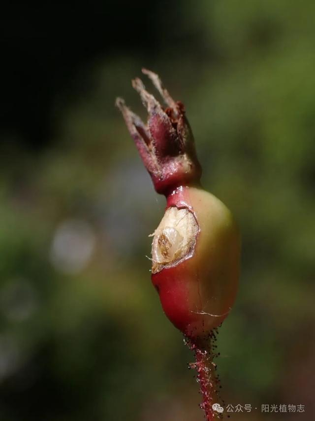 长白蔷薇,小猴脸一个,古灵精怪的