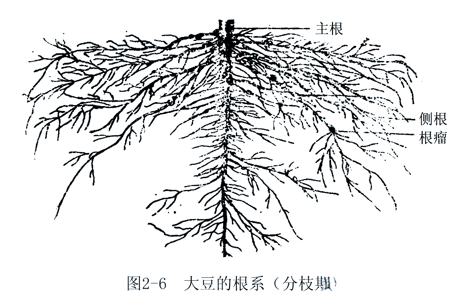 大豆根瘤菌固氮作用的深度解析及影响因素