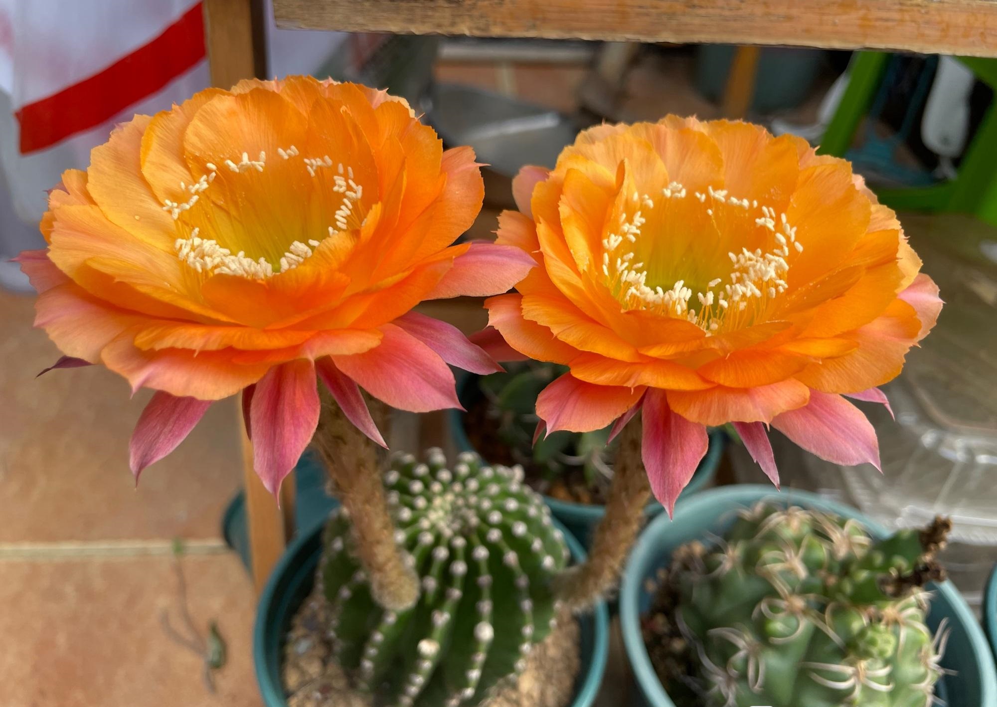 好养又爱开花的仙人球—短毛7号,身上无刺,颜值高,你值得拥有