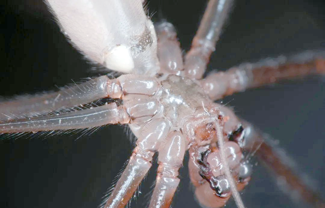 揭秘幽灵蜘蛛:家中的不速之客与自然帮手