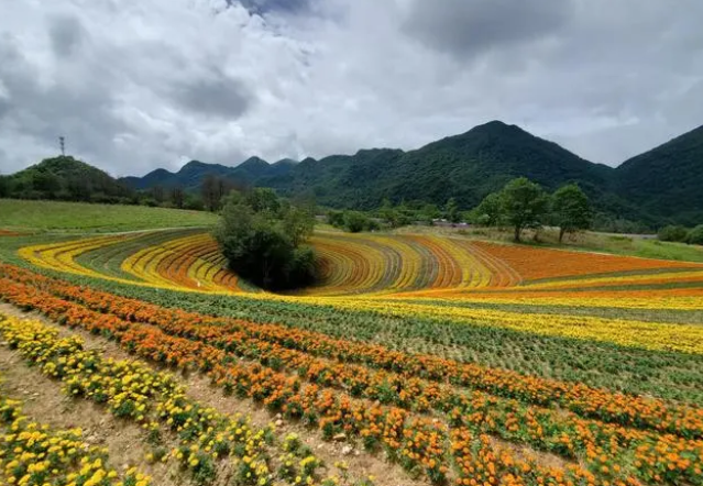 红池坝花海图片