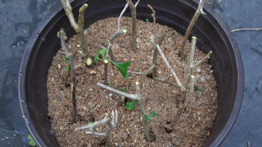 花卉扦插,改选"硬枝"还是"软枝",新手爱乱选,扦插总失败