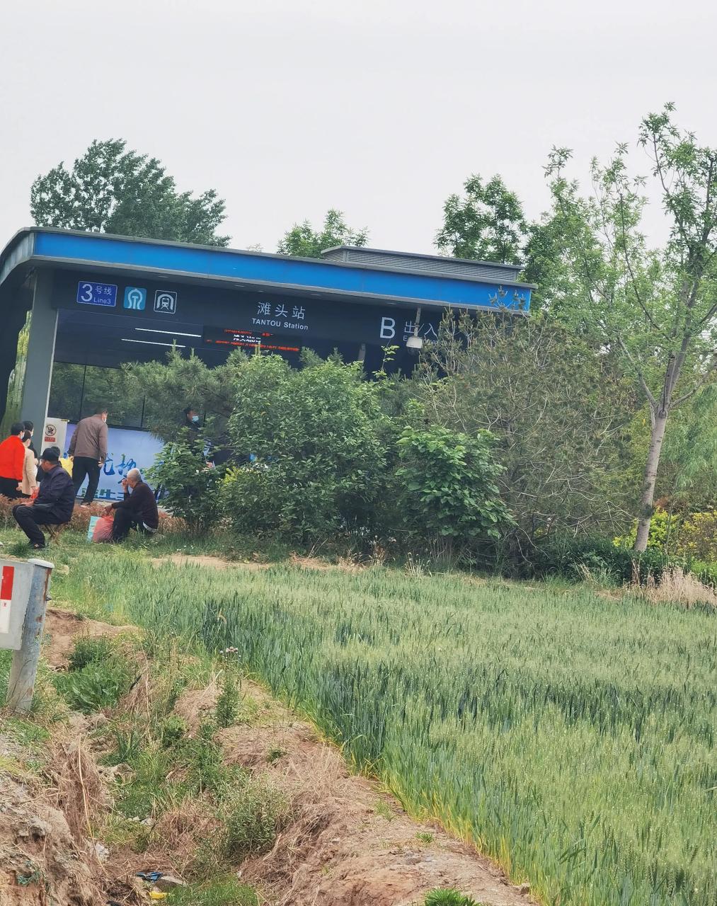 济南地铁三号线,滩头站 ,出站就是绿油油的麦田,今天是滩头大集,我和