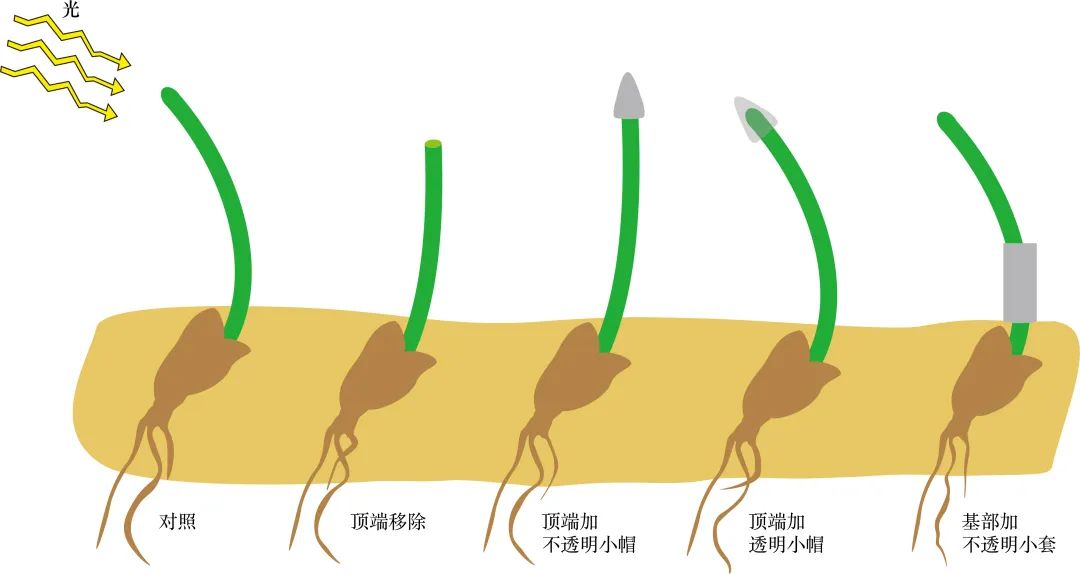 解析植物向光性奥秘浙大成果登自然