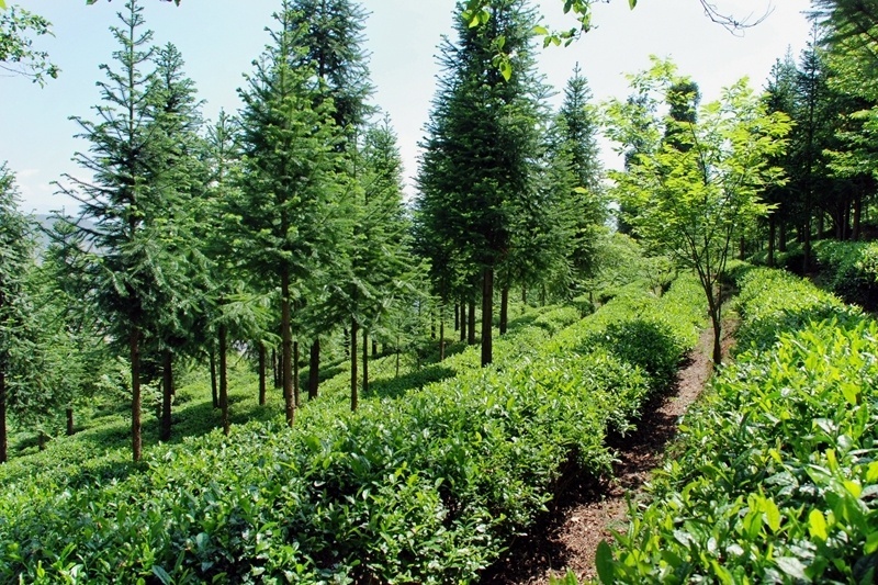 宁南茶岭:"以茶为媒"旅游兴