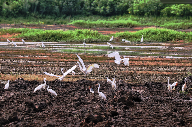 稻虾田里白鹭飞