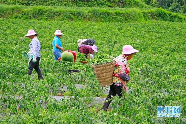 农民种地致富 农民种地致富笑话