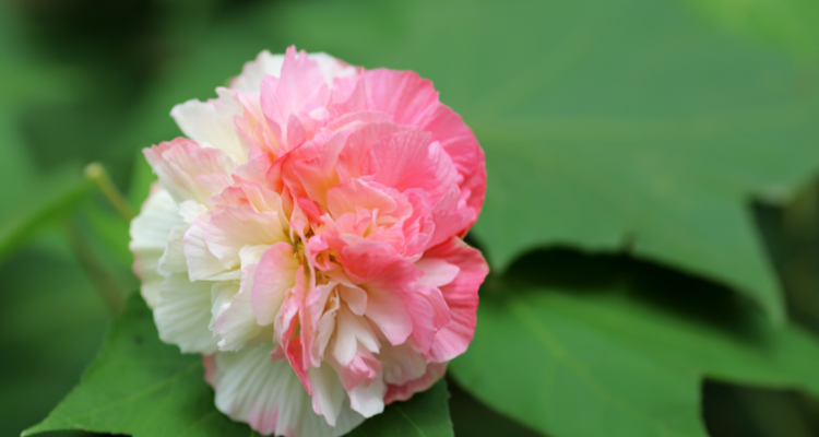 有关芙蓉花的唯美诗句