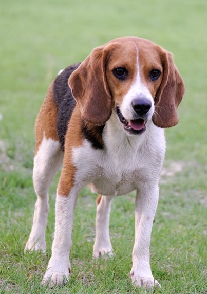 米格鲁猎兔犬又称为比格犬,日常饲养须知