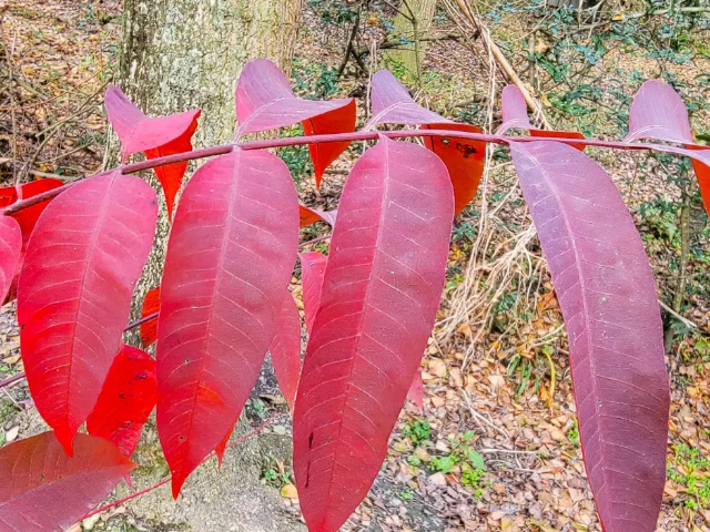 红漆树有什么作用