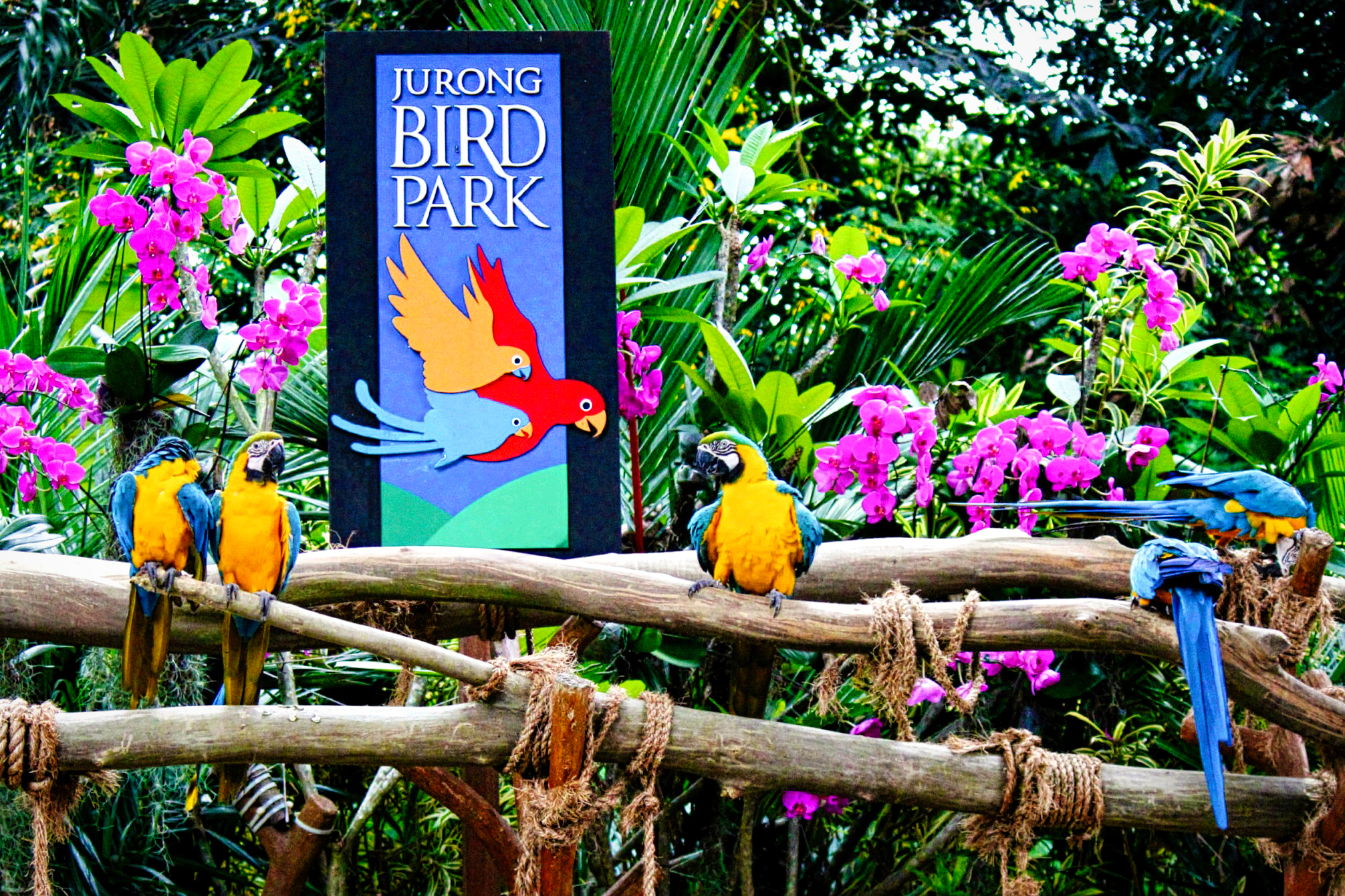 世界最大飞禽公园——新加坡裕廊飞禽公园的美好回忆