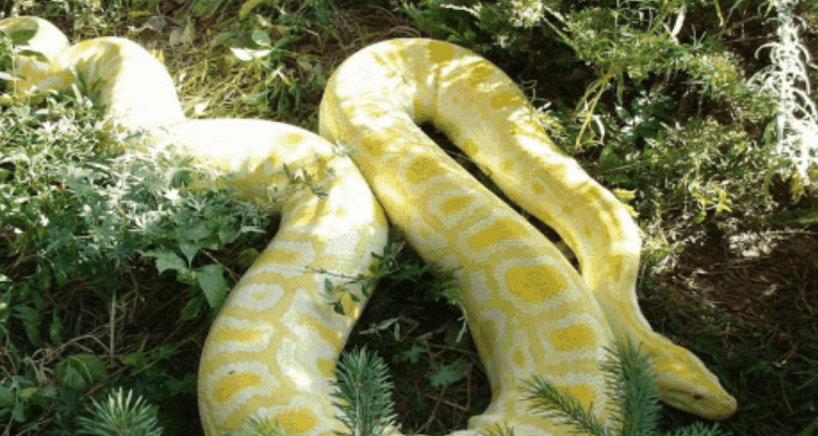 三栖动物有哪些