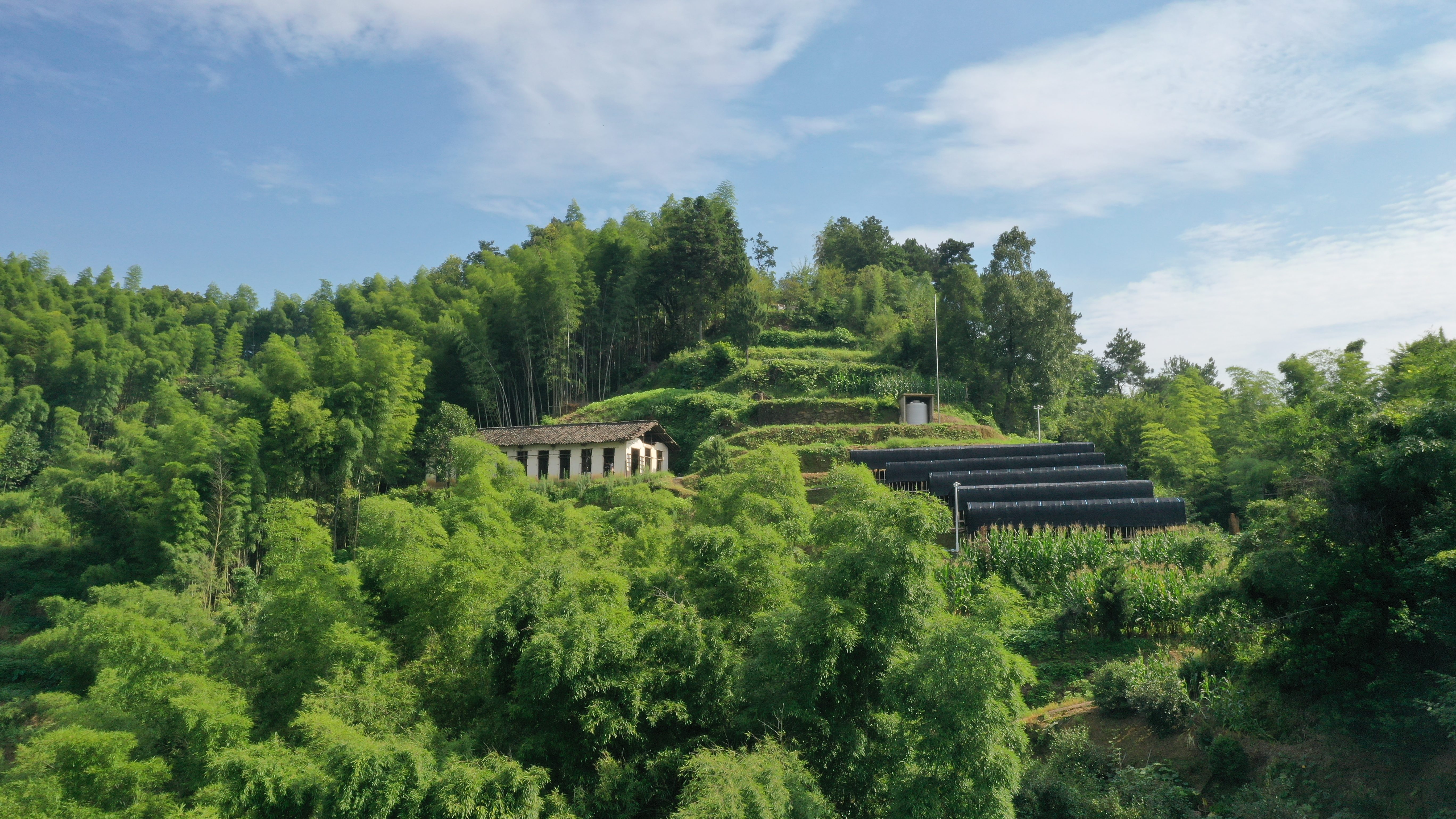 歙县徽城镇:"以兰聚力"绽放美丽经济