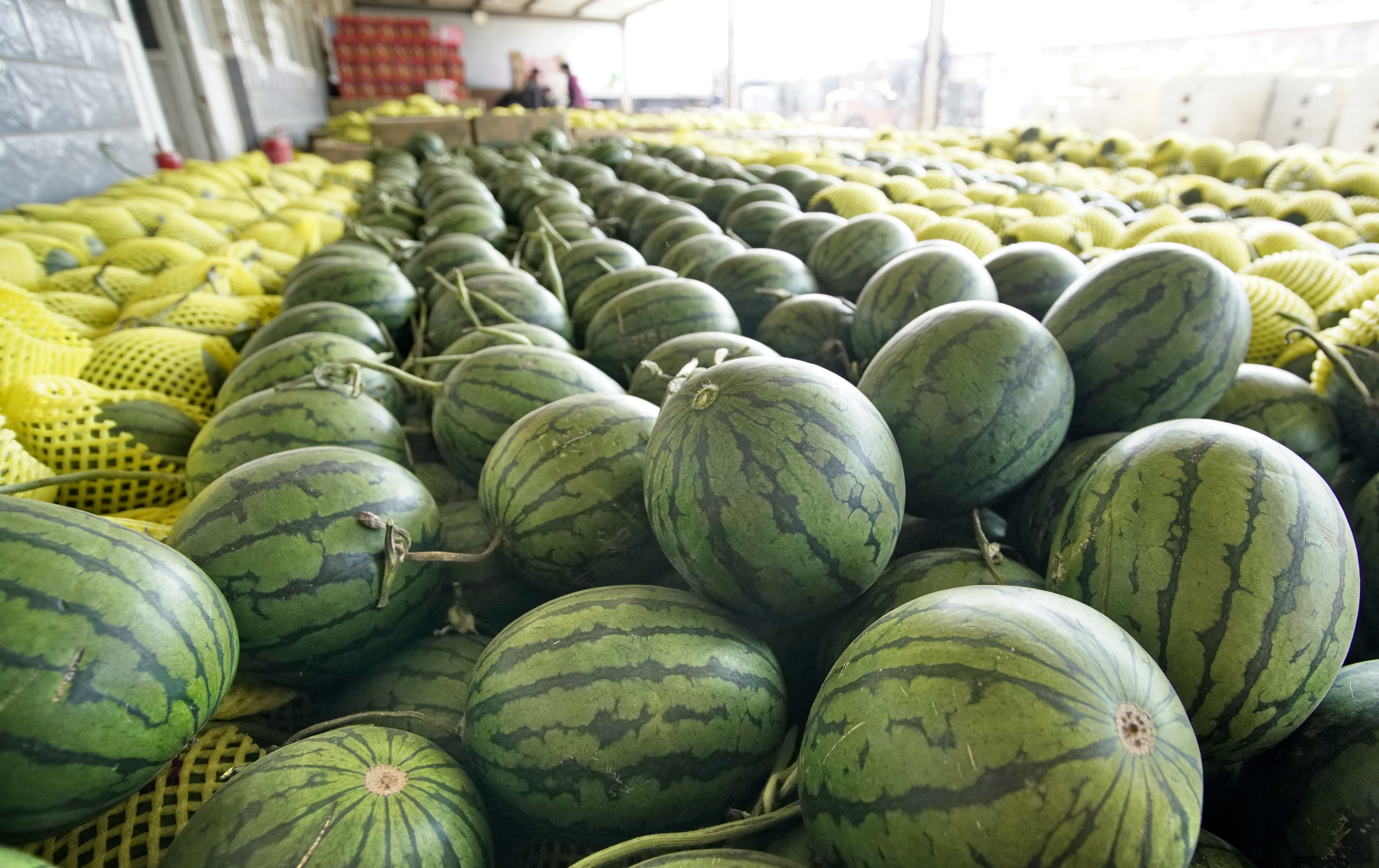 (经济)北京庞各庄头茬西瓜上市