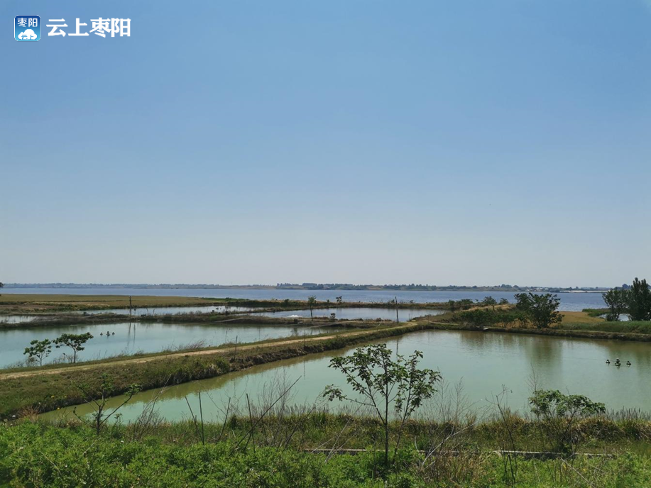 枣阳市七方镇罗桥村:多彩锦鲤造就出彩产业