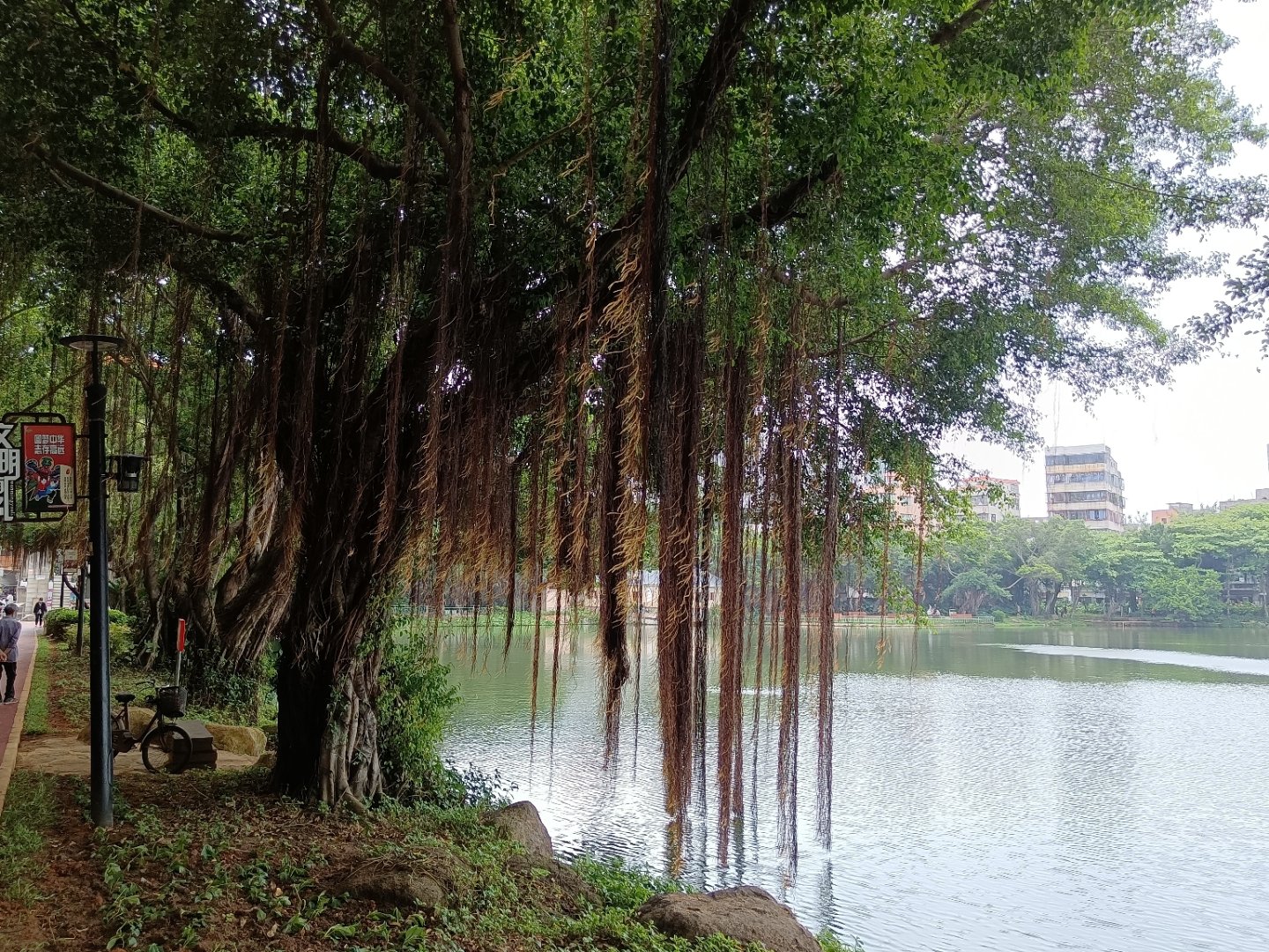 广东:林木葱葱,湖光悠悠,湛江霞湖公园的美丽清晨