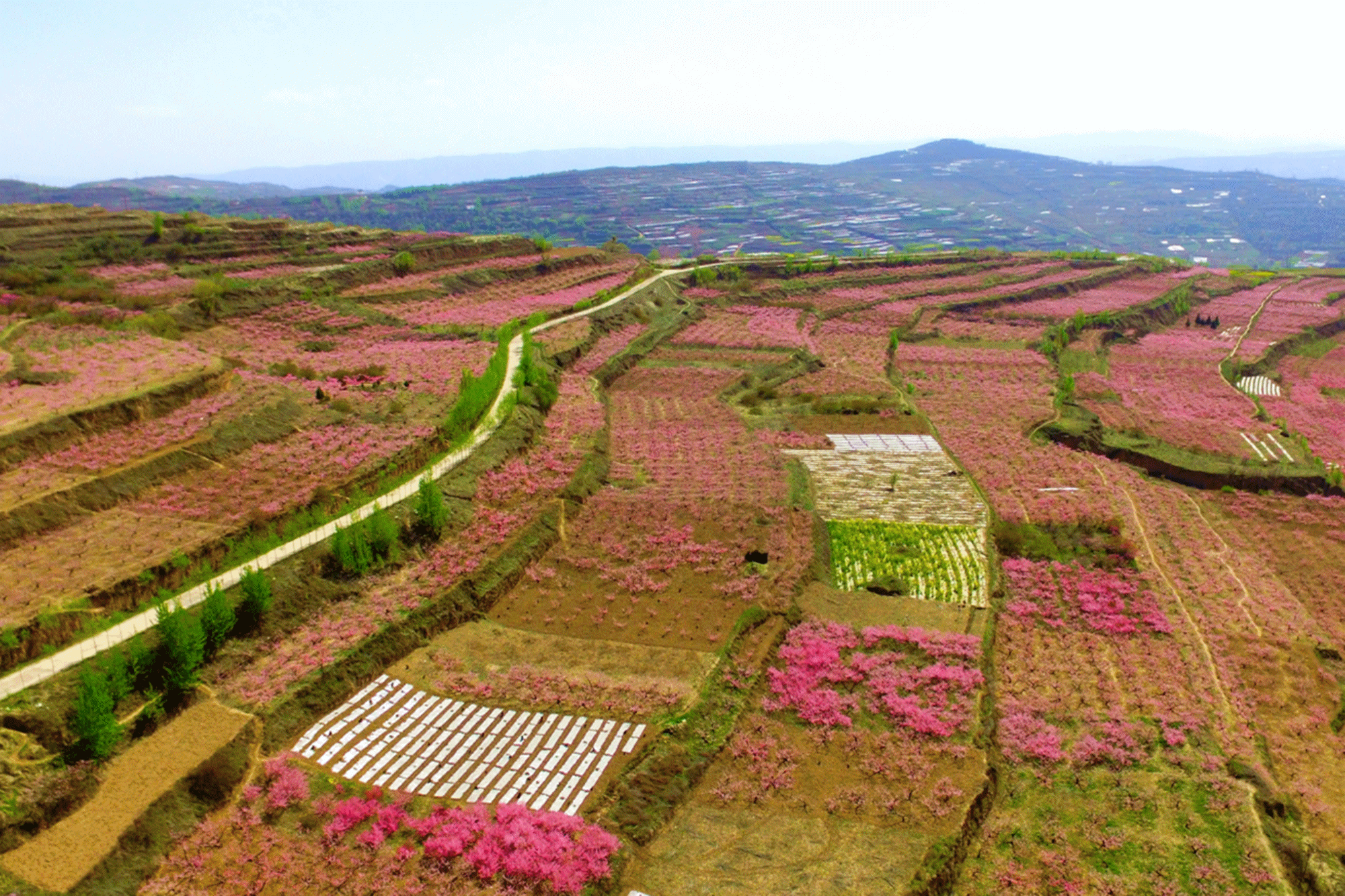 春赏十里桃花, 夏品秦安蜜桃, 在十里桃园飘香的日子,秦安迎来了一年
