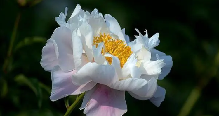 白芍药花语(白芍药花语寓意)