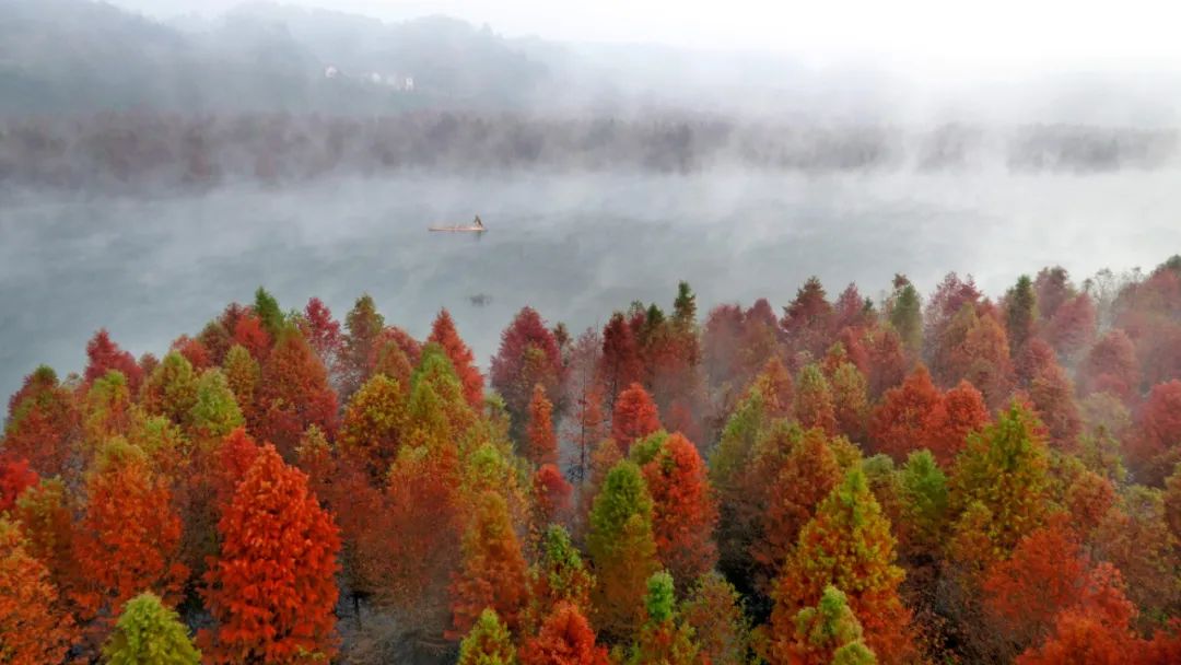 宁国红杉林已进入颜值巅峰,周末必须安排!