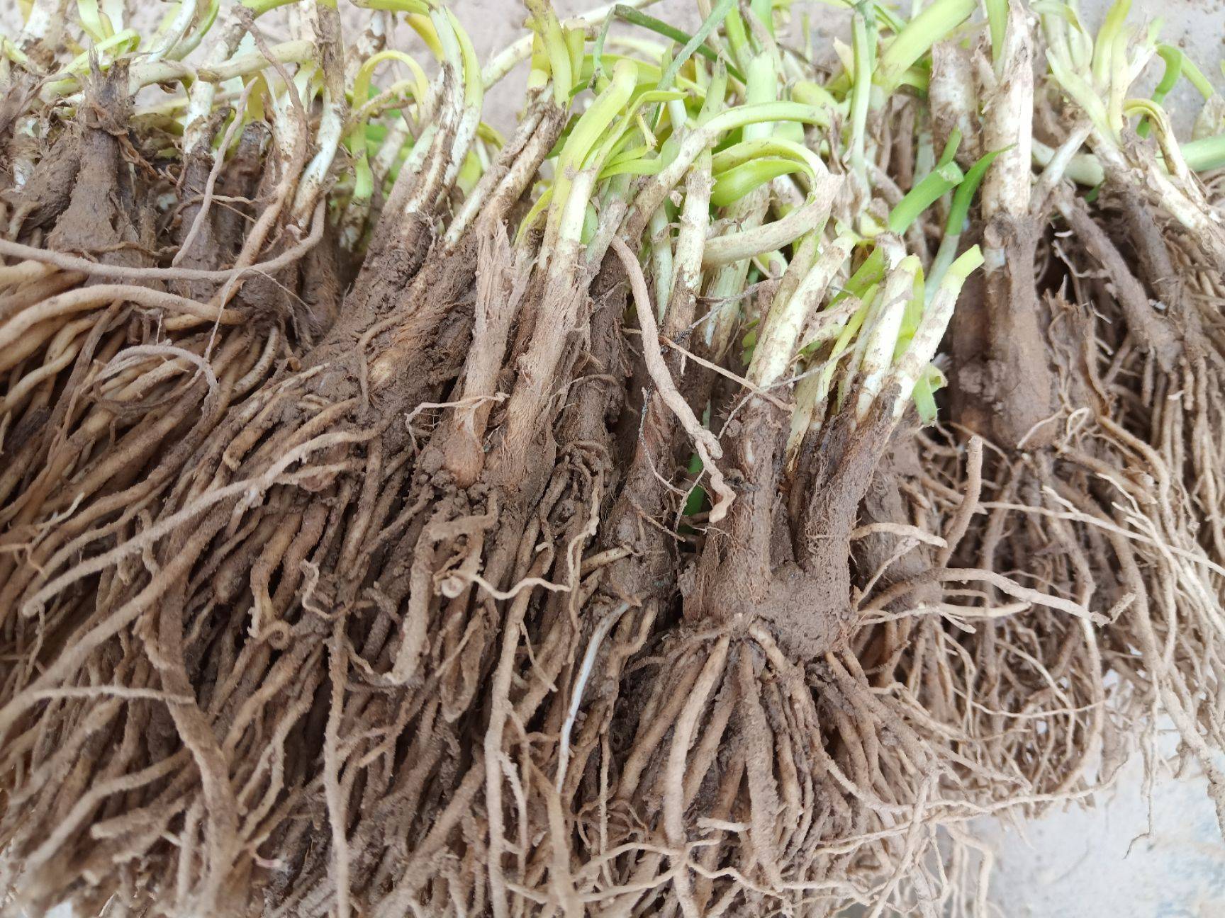 韭菜- 热门商品专区