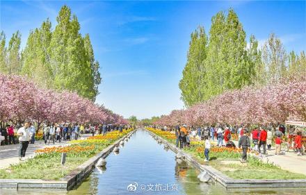 北京樱花大道图片