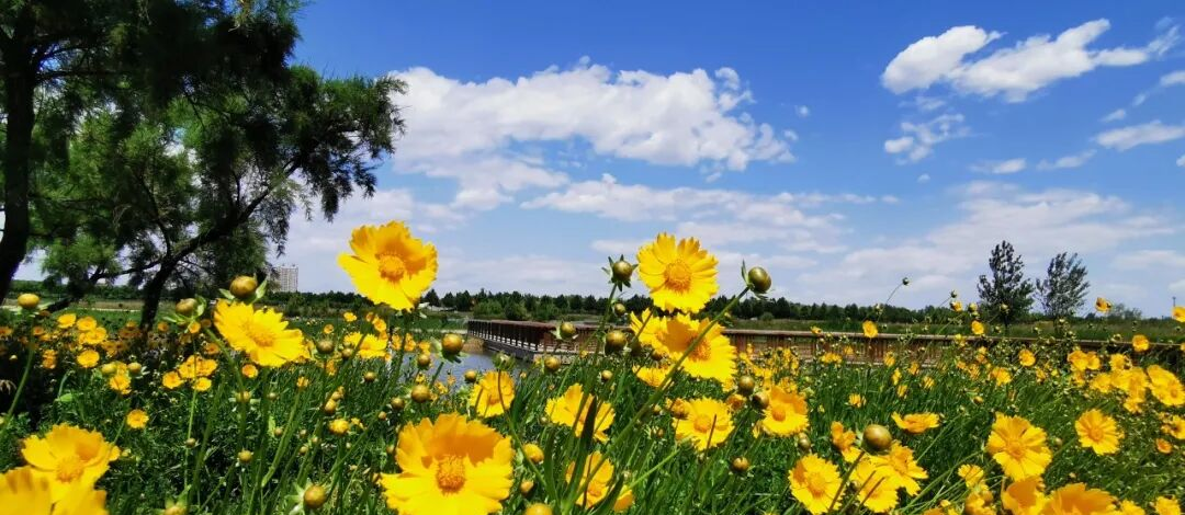 河北 花卉