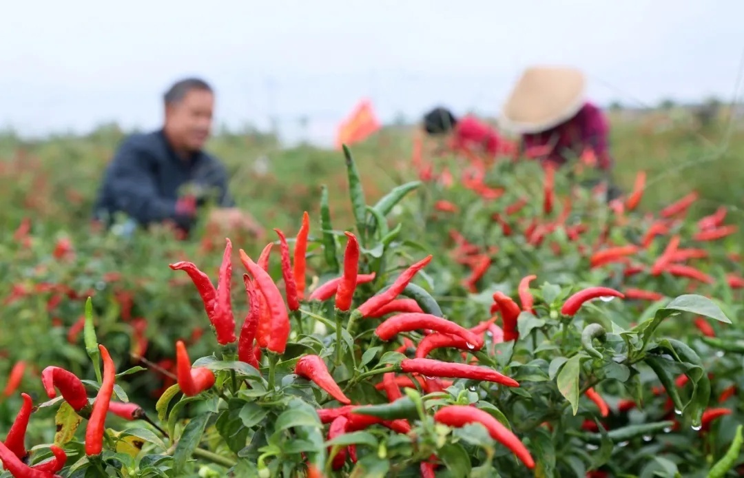 洛阳汝阳蔡店:举办辣椒采摘竞赛,助力乡村产业发展
