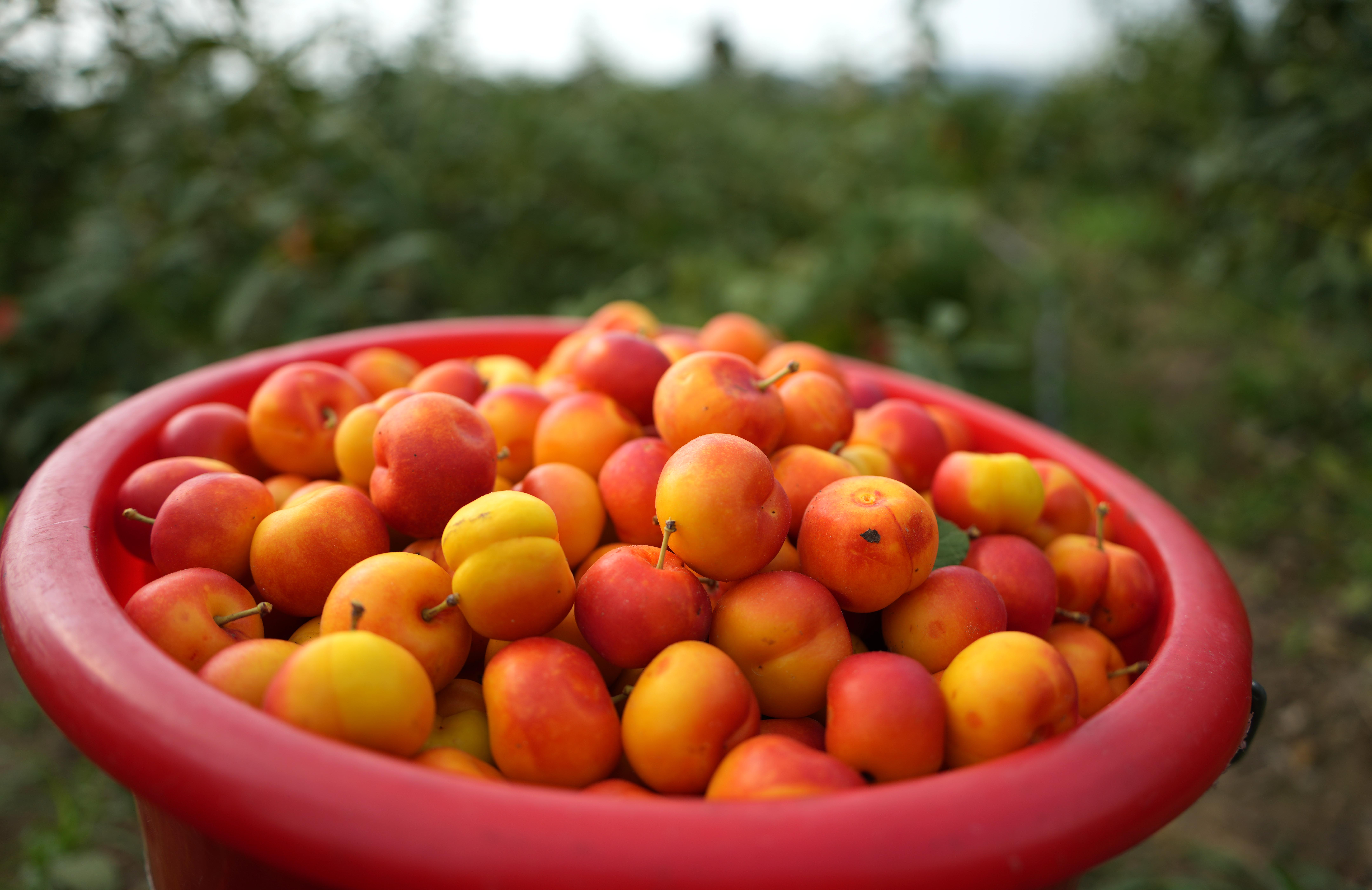 山东新泰:欧李进入收获期