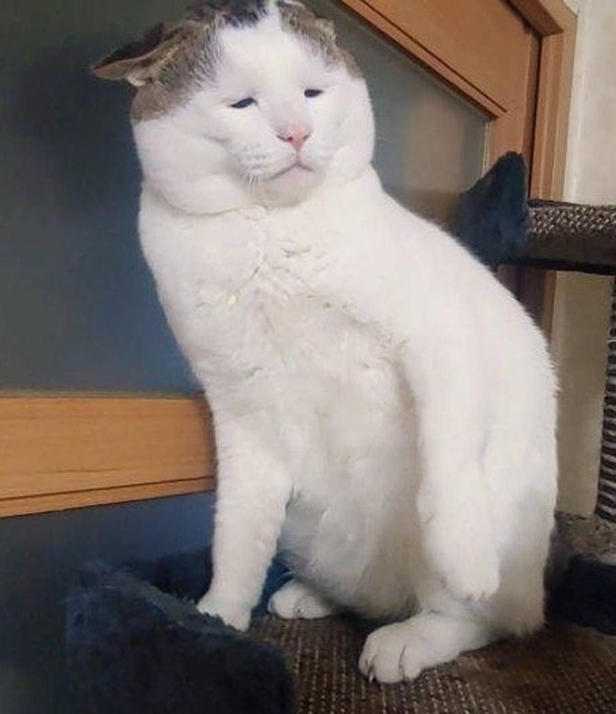 韩国猫咪眼睛整天眯成一条线忧郁厌世脸,被网友封「猫界李荣浩」