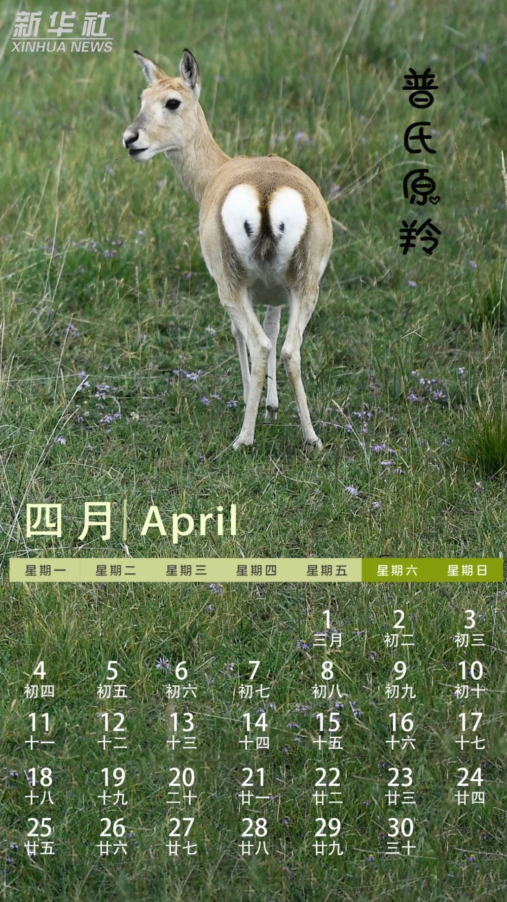 请收藏,"动物萌宝"日历来了!