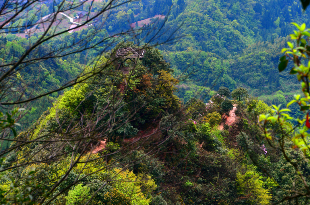 世界级稀有物种睡莲叶杜鹃,绽放四川古蔺虎头山,云海花伴十分壮美!